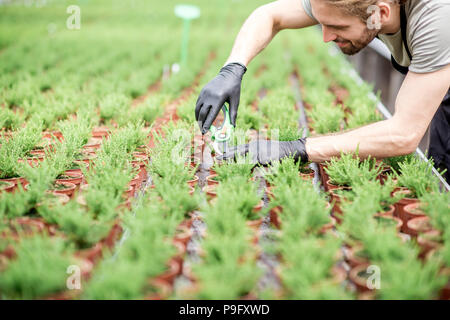 Travailleur avec les plantes dans la serre Banque D'Images