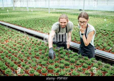 Les travailleurs de la production de plantes de serre Banque D'Images