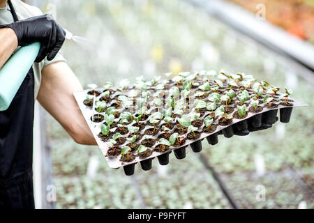 Sur l'eau d'arrosage travailleur plants Banque D'Images