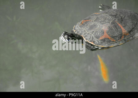 Red-Eared Slider Turtle nager avec les poissons rouges poisson doré dans un étang Lake. Fond noir et blanc. Banque D'Images