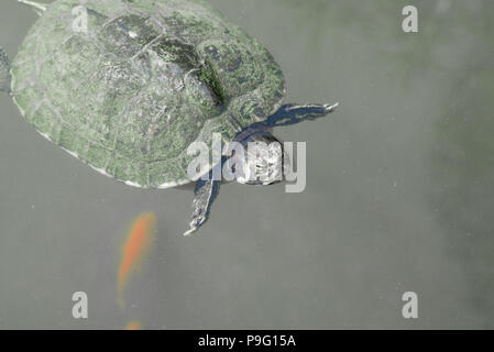 Red-Eared Slider Turtle nager avec les poissons rouges poisson doré dans un étang Lake. Fond noir et blanc. Banque D'Images