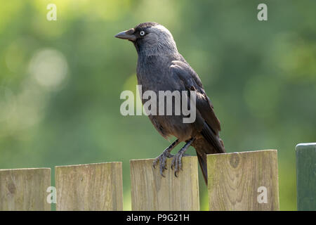 Western Jackdaw adultes de crow family sitting on wooden fence close up Banque D'Images