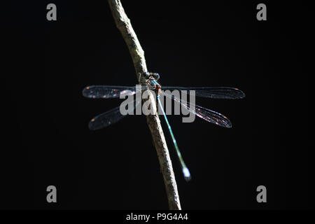Chauve Spreadwing (demoiselle Lestes pallidus) sur une branche Banque D'Images