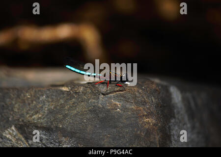 Joyau de la danse (Platycypha Demoiselle caligata) sur un rocher Banque D'Images