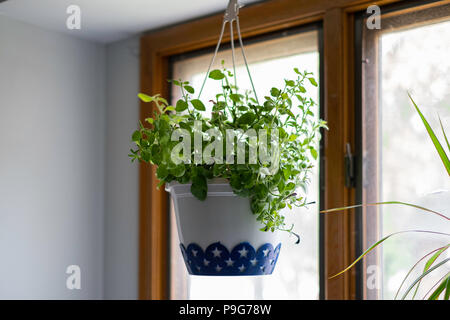 Un pot en plastique décoratives de pétunias avec pas de fleurs suspendu au plafond à l'intérieur, par une fenêtre. Banque D'Images