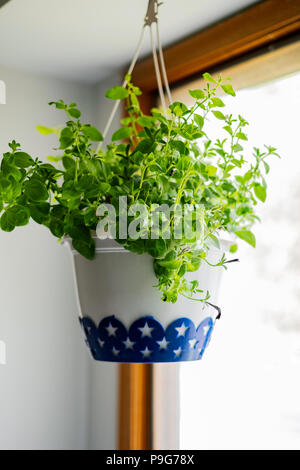 Un pot en plastique décoratives de pétunias avec pas de fleurs suspendu au plafond à l'intérieur, par une fenêtre. Banque D'Images