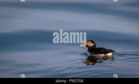 Macareux moine (Fratercula arctica) avec des poissons sur une calme soirée d'été à New Harbor, Maine Banque D'Images