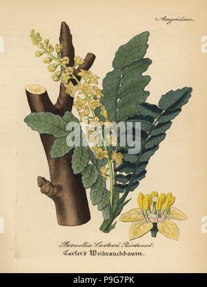 L'encens ou oliban, Boswellia sacra (arbre Boswellia carterii Birdwood). Coloriée à la gravure sur cuivre du Dr. Willibald" sammtlicher mediinisch Hand-Atlas Artus-pharmaceutischer Gewachse, (Manuel de tous les médecins-usines pharmaceutiques), Iéna, 1876. Banque D'Images