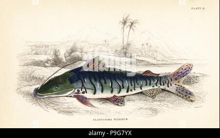 Pseudoplatystoma tigrinum Tiger, sorubim (Striped platystoma, Platystoma tigrinum). Gravure coloriée par W.H. Après une illustration Lizars par James Stewart de Robert Schomburgk de poissons de Guyane, la partie de Sir William Jardine's Naturalist's Library : l'ichtyologie, Édimbourg, 1841. Banque D'Images