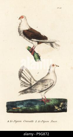 Owl pigeon et le pigeon, Columba livia domestica, variétés de races de pigeons de fantaisie. Lithographie coloriée de Th. Lejeune's Œuvres complètes de Buffon, Œuvres complète de Buffon, Bruxelles, 1837. Banque D'Images