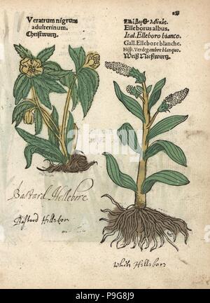 Green hellebore, Helleborus viridis, et false helleborine, Veratrum album. Gravure sur bois coloriée à la gravure d'une illustration botanique d'Adam Lonicer Krauterbuch's, ou de plantes médicinales, Francfort, 1557. Cette d'une édition pirate du 17e siècle ou des illustrations de l'atlas, avec légendes en latin, grec, français, italien, allemand, et en anglais manuscrit. Banque D'Images