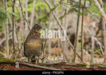 La gélinotte huppée (Bonasa umbellus), de tambours, de E NA, par Bruce Montagne/Dembinsky Assoc Photo Banque D'Images