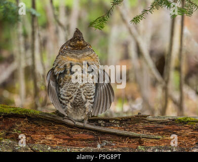 La gélinotte huppée (Bonasa umbellus), de tambours, de E NA, par Bruce Montagne/Dembinsky Assoc Photo Banque D'Images