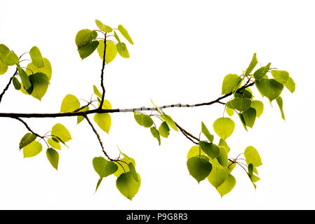 Les feuilles de peuplier faux-tremble (Populus tremuloides), de nouvelles feuilles, en Amérique du Nord, par Bruce Montagne/Dembinsky Assoc Photo Banque D'Images