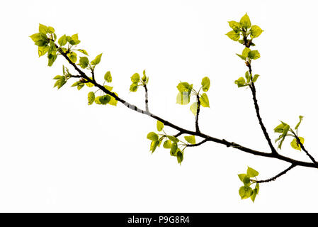 Les feuilles de peuplier faux-tremble (Populus tremuloides), de nouvelles feuilles, en Amérique du Nord, par Bruce Montagne/Dembinsky Assoc Photo Banque D'Images