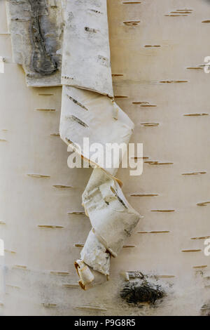 Le bouleau blanc, également connu sous le nom de bouleau à papier (Betula papyrifera), le nord de l'Amérique du Nord, par Bruce Montagne/Dembinsky Assoc Photo Banque D'Images