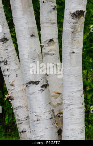 Le bouleau blanc, également connu sous le nom de bouleau à papier (Betula papyrifera), le nord de l'Amérique du Nord, par Bruce Montagne/Dembinsky Assoc Photo Banque D'Images