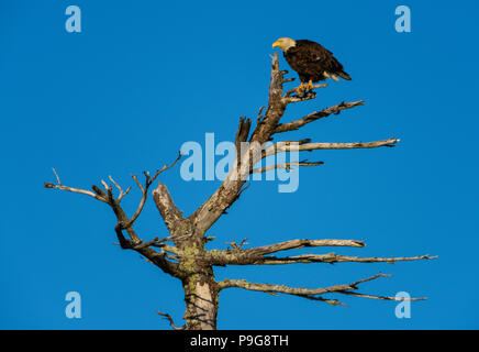 American Bald Eagle (Haliaeetus leucocephalus), perché sur Publier, en Amérique du Nord, par Bruce Montagne/Dembinsky Assoc Photo Banque D'Images