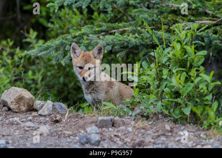 Le Coyote (Canis latrans) et coloré mignon portrait de jeune chiot. Parc Kananaskis, Alberta, Canada Banque D'Images