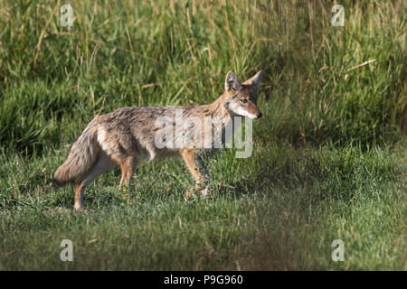 Le Coyote (Canis latrans) shot colorés de coyote, dans l'herbe, à la recherche de nourriture, dans son naturtaal l'habitat. Parc national de Banff, Canada Banque D'Images