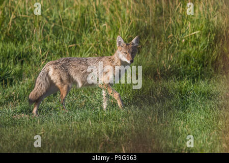 Le Coyote (Canis latrans) shot colorés de coyote, dans l'herbe, à la recherche de nourriture, dans son naturtaal l'habitat. Parc national de Banff, Canada Banque D'Images