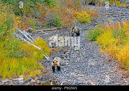 Vue aérienne d'une Mère grizzly avec deux ans d'oursons jumeaux,marcher une rivière à sec, sur la recherche de nourriture. Banque D'Images