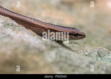 European Copper skink (Ablepharus kitaibelii) sur rocky underground Banque D'Images