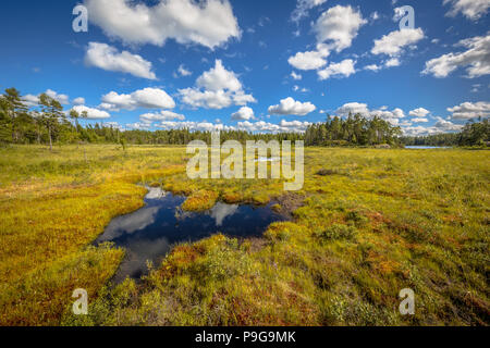 Tourbière de la réserve naturelle Glaskogen en Suède Banque D'Images