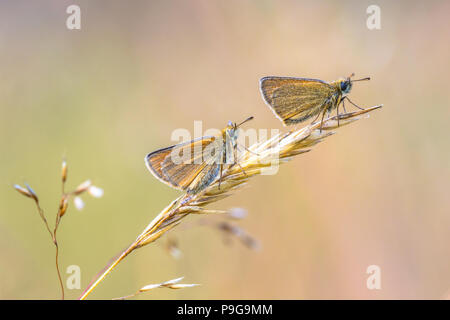 Couple d'Essex skipper (Thymelicus lineola) perché sur la paille. C'est un papillon en famille des. Il est présent dans une grande partie de la zone paléarctique Banque D'Images