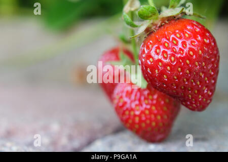 Maturation organique Lucious fraises au soleil sur une allée de pavés Banque D'Images