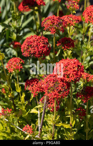 Croix de Malte, Studentnejlika (Lychnis chalcedonica) Banque D'Images