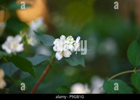 La floraison des fleurs de cerisier blanc sur un arrière-plan flou. Sakura en fleurs Banque D'Images