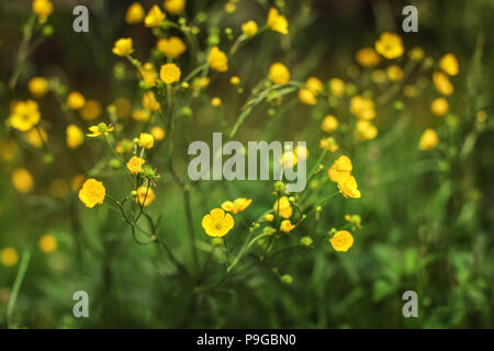 Profondeur de champ (un seul blossom in focus) photo - prairie jaune renoncule âcre (Ranunculus acris) fleurs sur le pré vert. Abstract spring background Banque D'Images