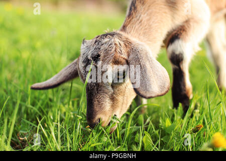 La photo en gros plan sur la tête de chèvre marron kid le pâturage, mange de l'herbe. Banque D'Images