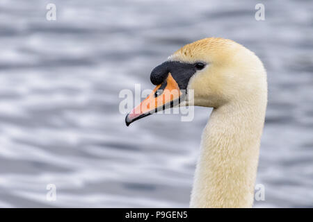 Portrait d'un cygne muet (sygnus olor) isolées contre l'eau dans l'arrière-plan. Banque D'Images