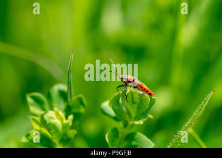 Corizus hyoscyami (aussi connu sous le nom de cannelle ou bug bug squash noir et rouge) est une plante inodore bugs perché sur une feuille de l'usine Essex, UK Banque D'Images