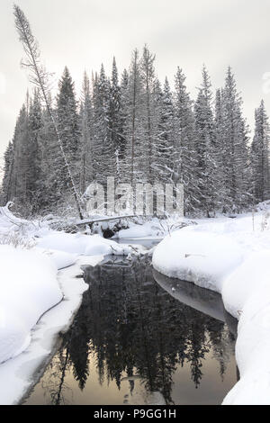 Débits des cours d'hiver dans la forêt d'hiver Banque D'Images