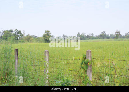 Clôture traditionnelle avec green farm field contre un fond de ciel nuageux. Banque D'Images