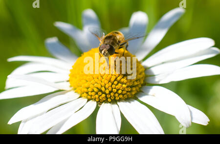 Séance d'insectes sur une fleur Banque D'Images