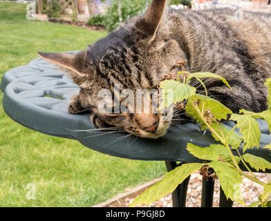 Tabby Cat (chat Bengal) posé sur une table de jardin en métal vert à côté des cannes de framboise. Banque D'Images