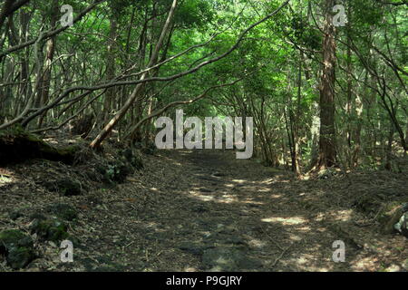 Des arbres denses en forêt Aokigahara Banque D'Images