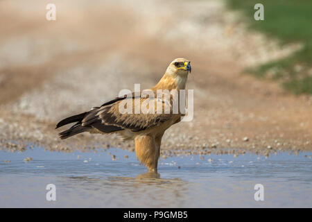 Aigle (Aquila rapax) dans l'eau, Kgalagadi transfrontier Park, Afrique du Sud Banque D'Images