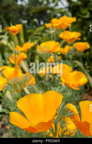 Pavot de Californie La Californie, Mission Bells, Eschscholzia californica, Banque D'Images