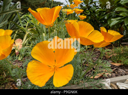 Pavot de Californie La Californie, Mission Bells, Eschscholzia californica, Banque D'Images