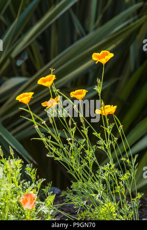 Pavot de Californie La Californie, Mission Bells, Eschscholzia californica, planté en face de Phormium tenax variegata Banque D'Images