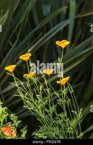 Pavot de Californie La Californie, Mission Bells, Eschscholzia californica, planté en face de Phormium tenax variegata Banque D'Images