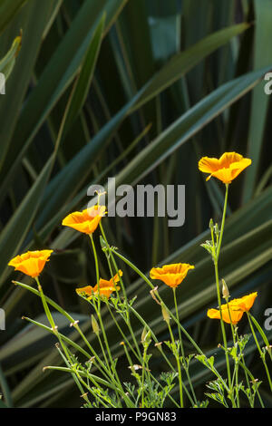 Pavot de Californie La Californie, Mission Bells, Eschscholzia californica, planté en face de Phormium tenax variegata Banque D'Images