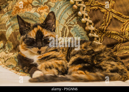 Joli chaton Calico, portant sur un lit, à la recherche directement à l'appareil photo. Banque D'Images