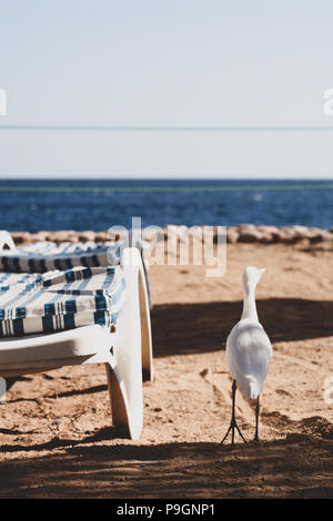 Héron garde-boeuf, plage, Egypte Banque D'Images