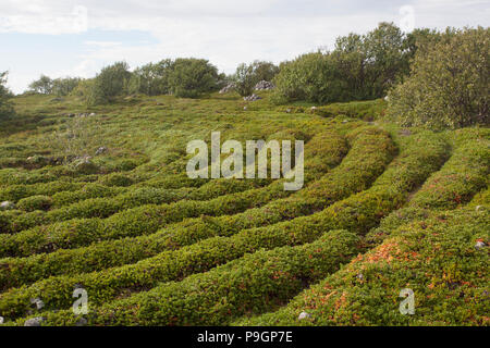 Labyrinthe de Pierre néolithique, Îles Solovetsky, Russie Banque D'Images